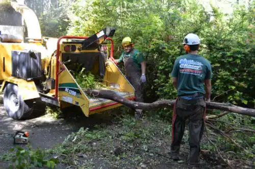 tree services Kingsburg